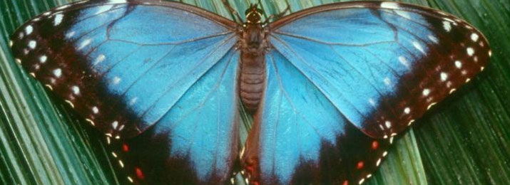 Audubon Butterfly Garden & Insectarium Discount Tickets. Save 10% with Exclusive with Promo Code. 